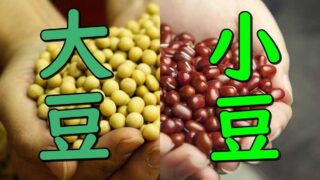 Daizu azuki beans