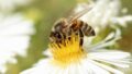 Honey bee