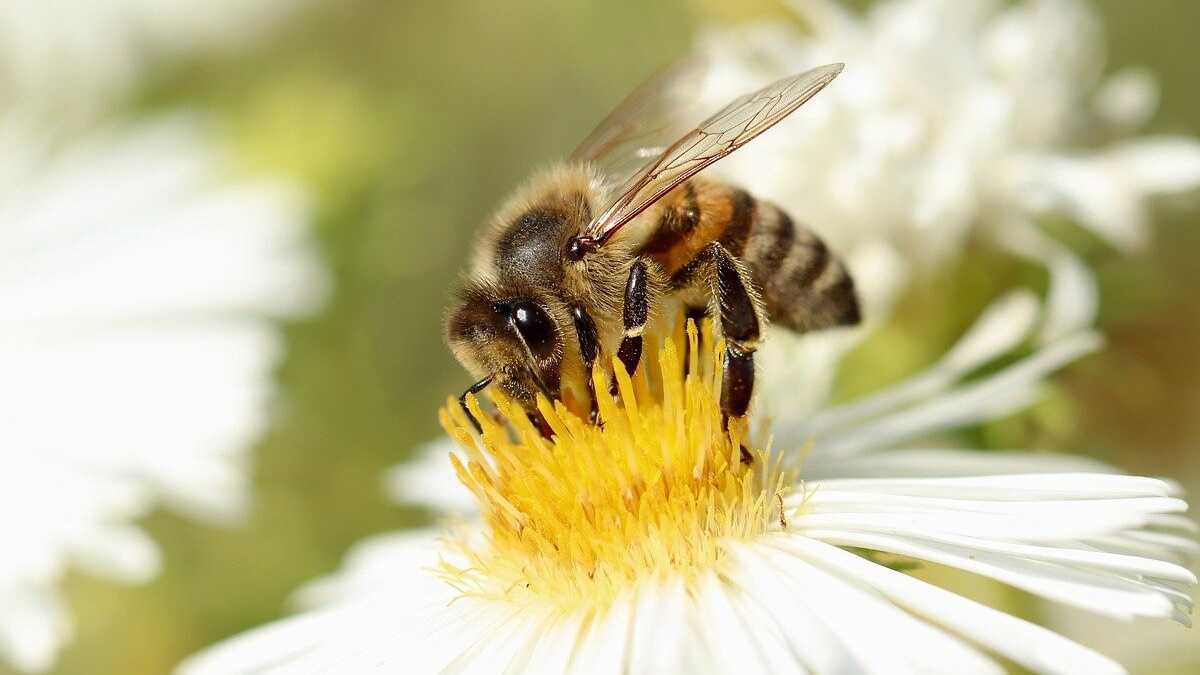 Honey bee