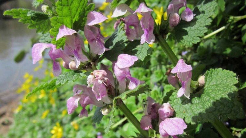 ホトケノザに似た植物。踊子草