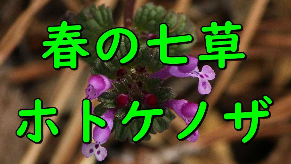 Spring hotoke no za