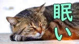 Sleeping cat