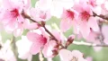 Sakura hana tree