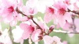 Sakura hana tree
