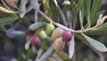 Olives
