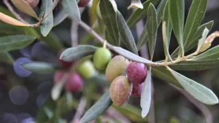 Olives