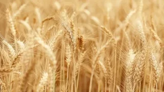 Wheat