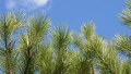 Pine tree sky