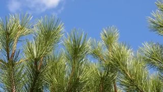 Pine tree sky