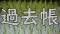 Rice shoots