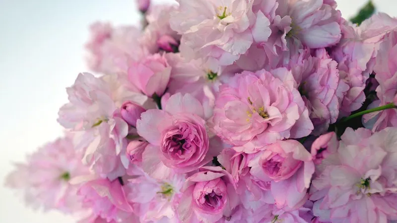 Give flower
