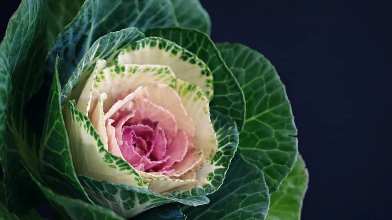 Japanese ornamental kale