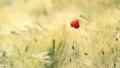 Poppy