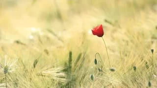 Poppy