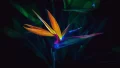 Bird of paradise flower