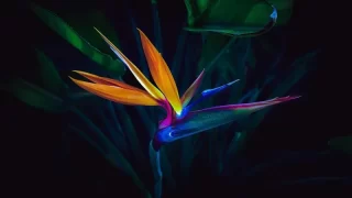 Bird of paradise flower