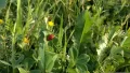 Ladybugs