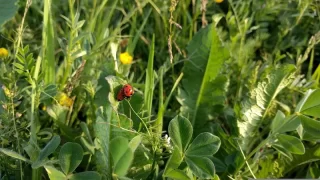 Ladybugs