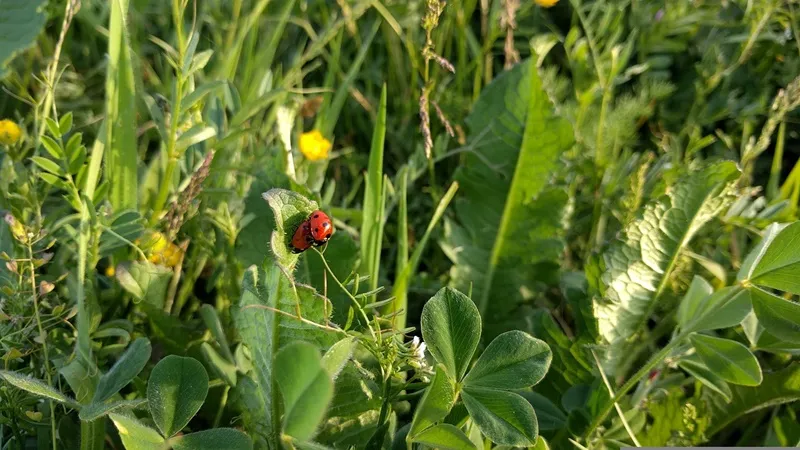 ladybugs
