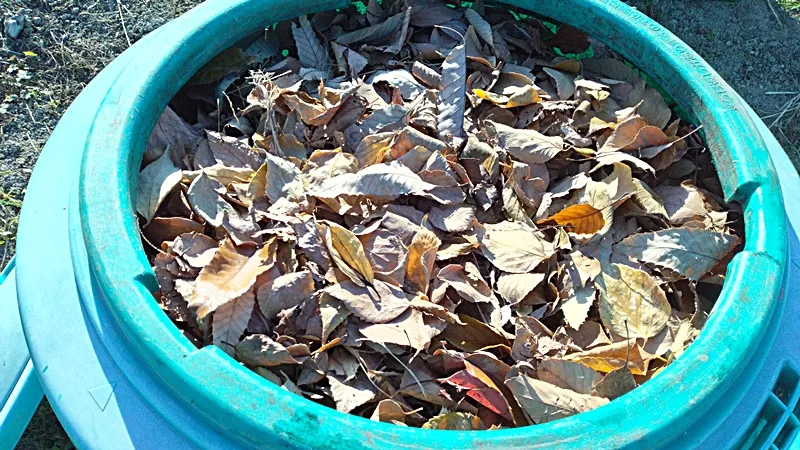 屋外コンポストいっぱいに入れた落ち葉。落ち葉堆肥（腐葉土）を作る。