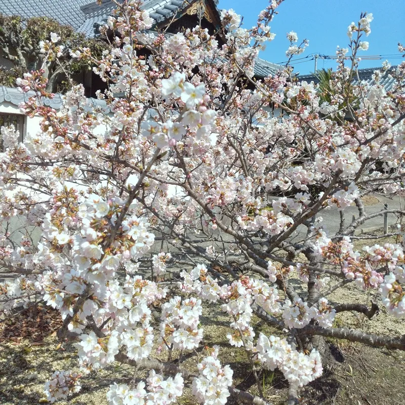 2025年の円龍寺の涅槃桜。開花が遅く3月14日に開花した。今年は全国で、河津桜や梅の開花が遅れている年だった