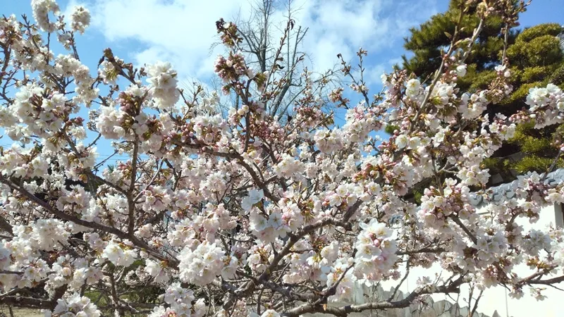 2025年の円龍寺の涅槃桜。今年は開花が遅かった。3月14日頃に咲き、18日でほぼ満開（9分咲きくらい）