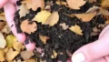 Illustration of how to make compost from fallen leaves and pruned branches