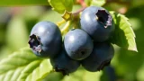 Growing blueberry