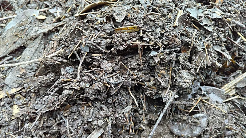 Appearance of branch and leaf compost one month after starting to turn 20250420