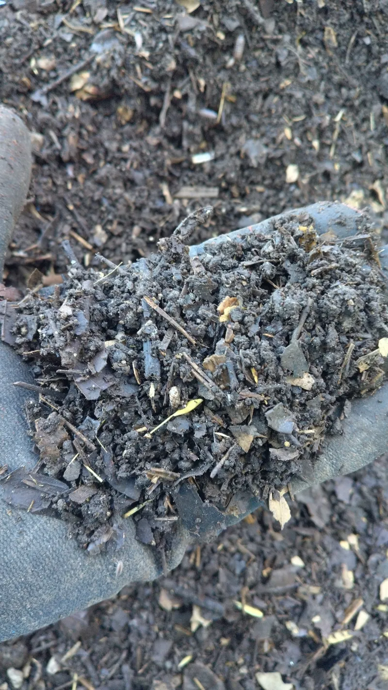 Composting pruning branches 160th day usable as compost 20250721