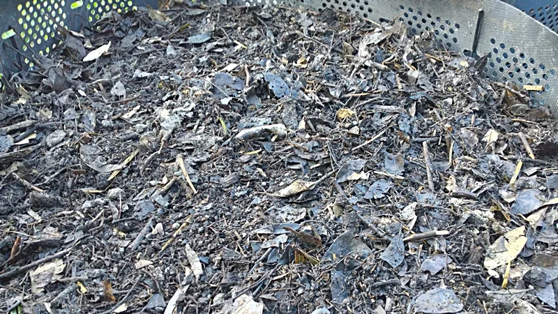 Forth turning of fallen leaf compost 20250420