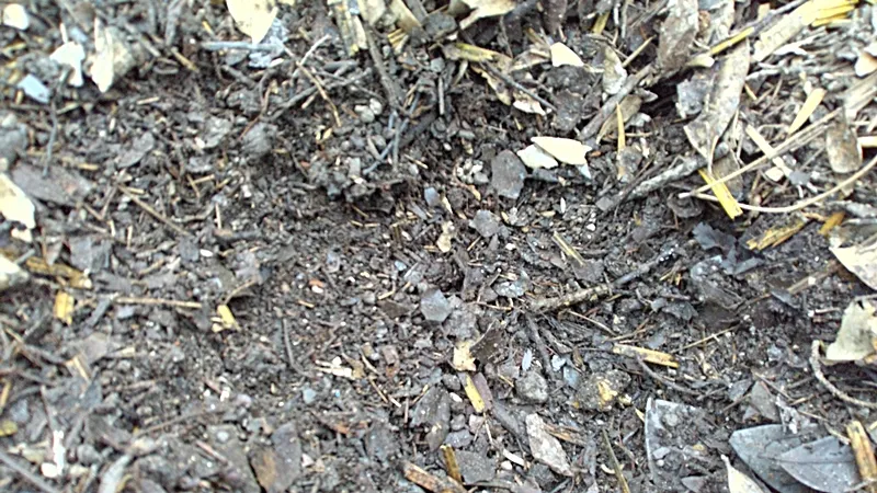 The inside is starting to look a lot like compost 20250511
