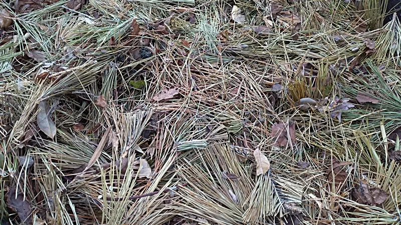 20250310 matsuba compost bin
