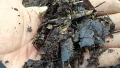 Leaf compost soil completed in four months