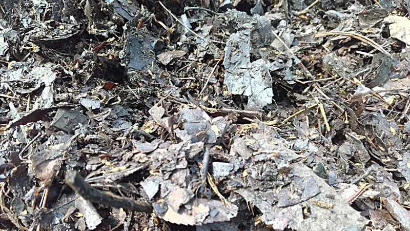 Three months after composting fallen leaves