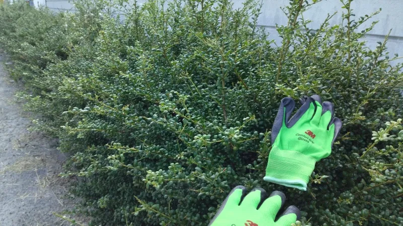 20260720 new gardenig glove gift